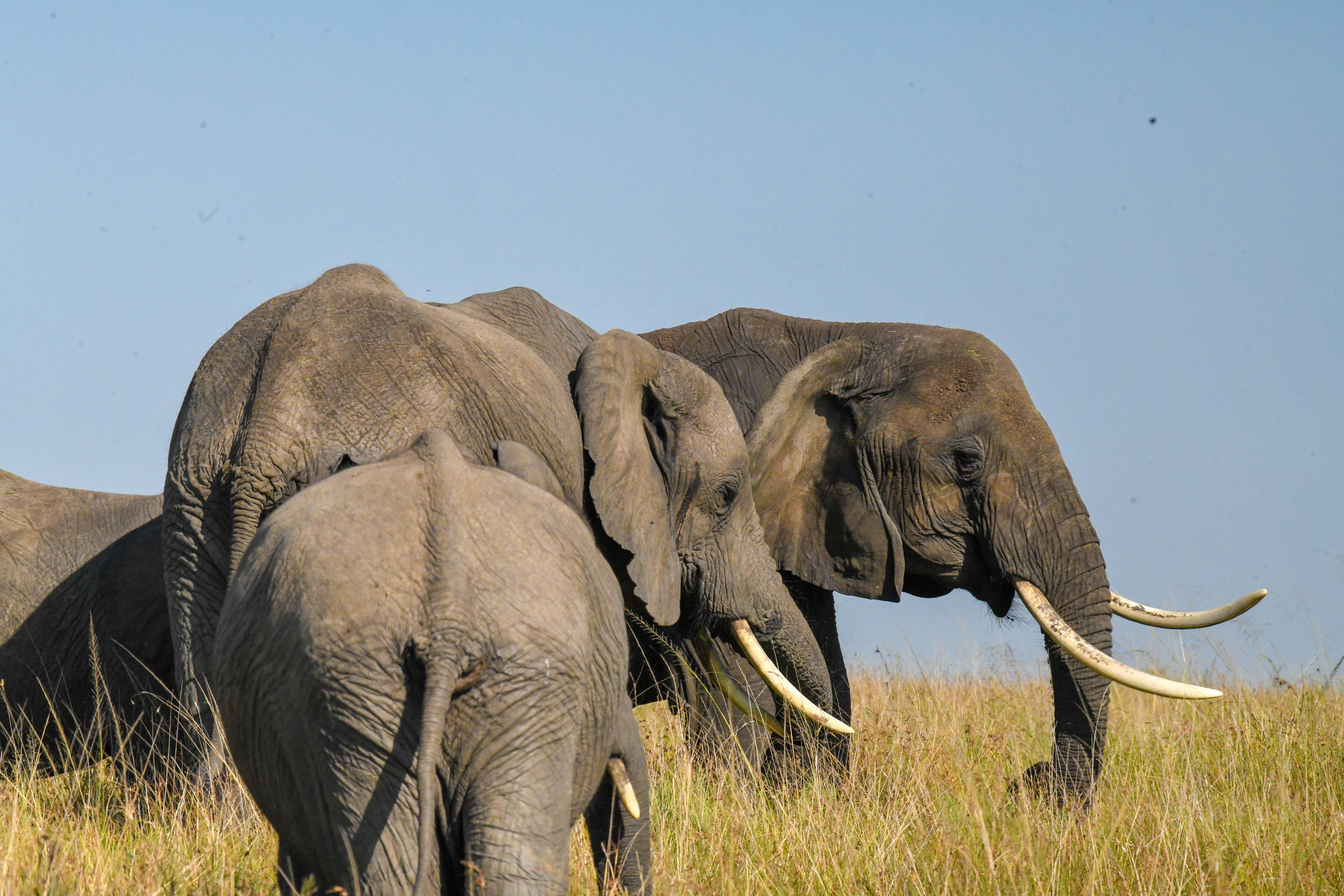 East Africas Mountain Climbing