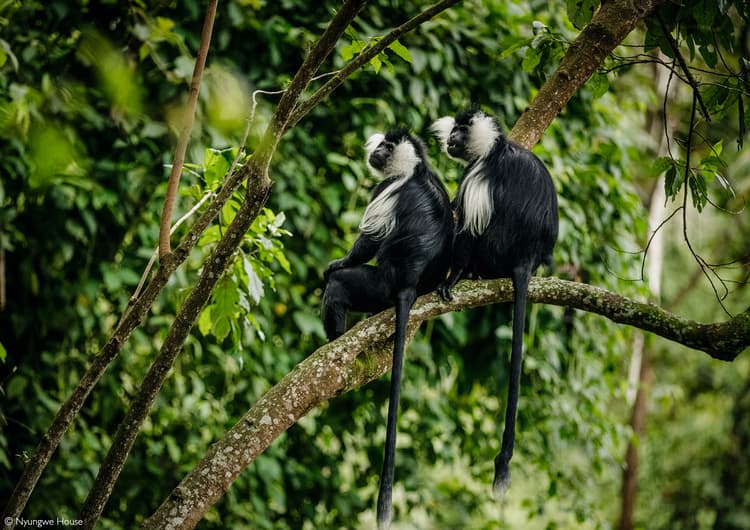 Nyungwe Forest National Park