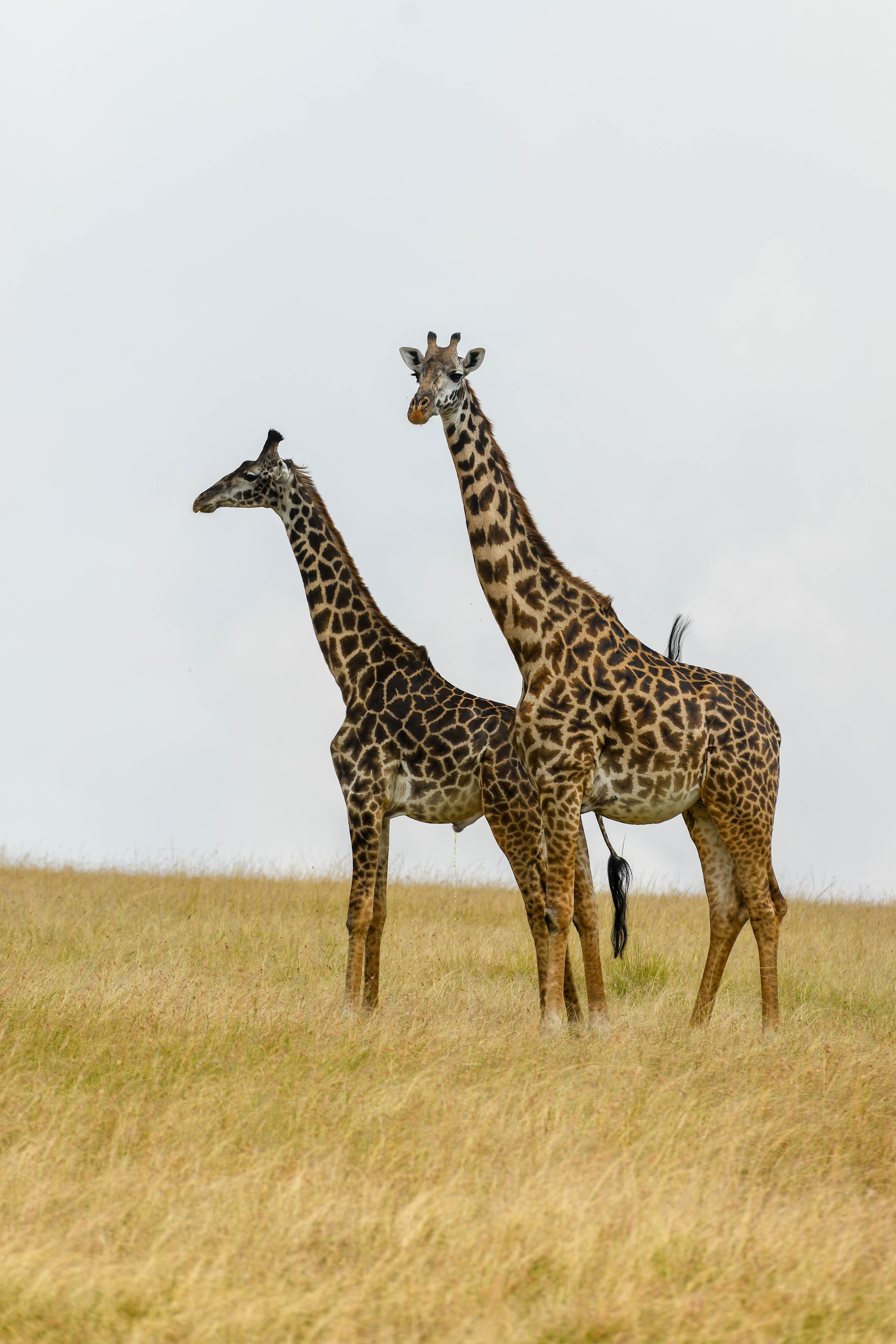 Tailor Made safaris