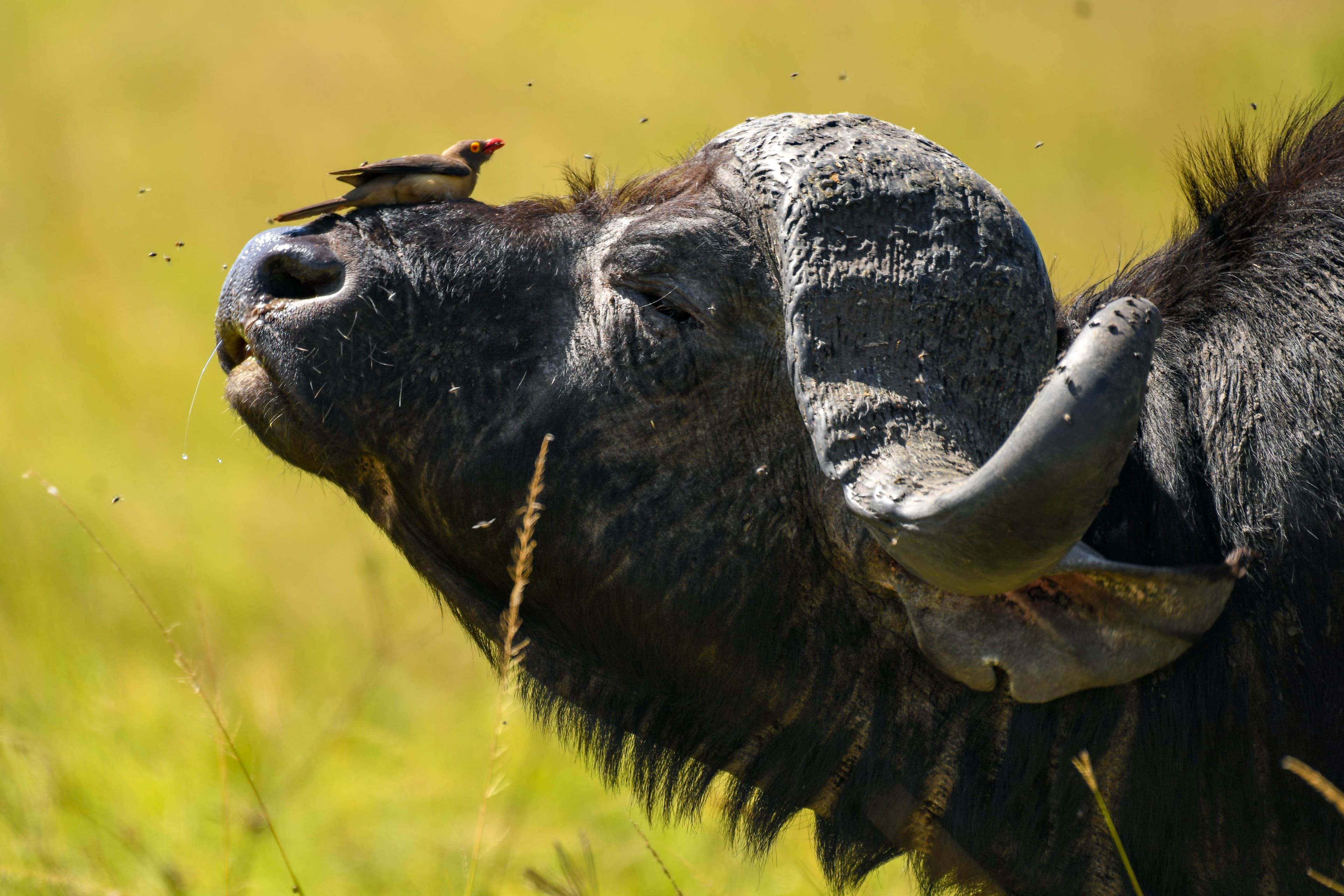 3-Day Masai Mara Flight Safari