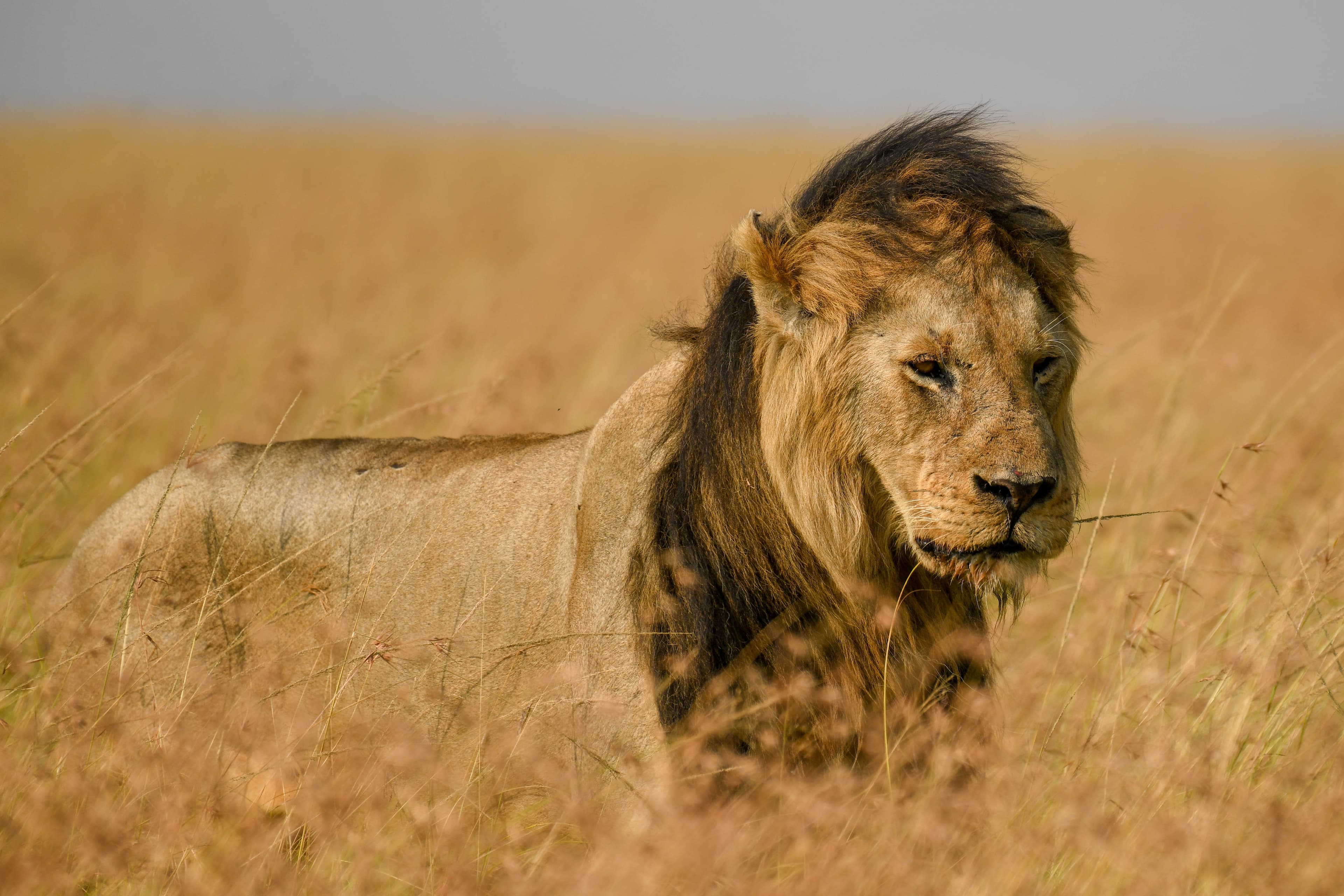 3-Day Amboseli Flight Safari