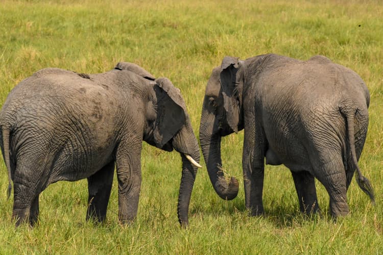 Tarangire National Park