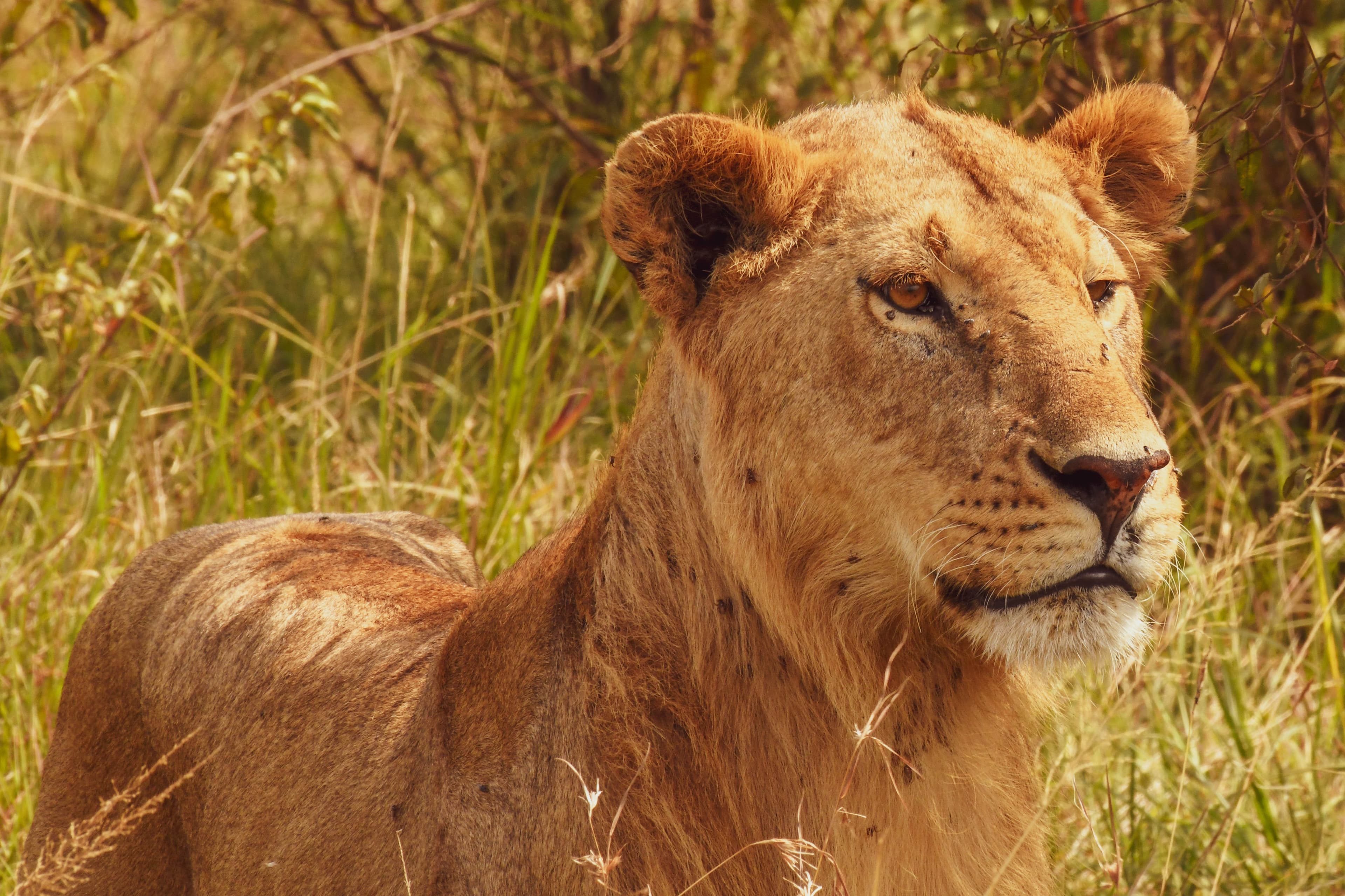 6-Day Rift Valley Lakes & Masai Mara Safari