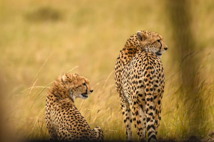 Lemek Conservancy