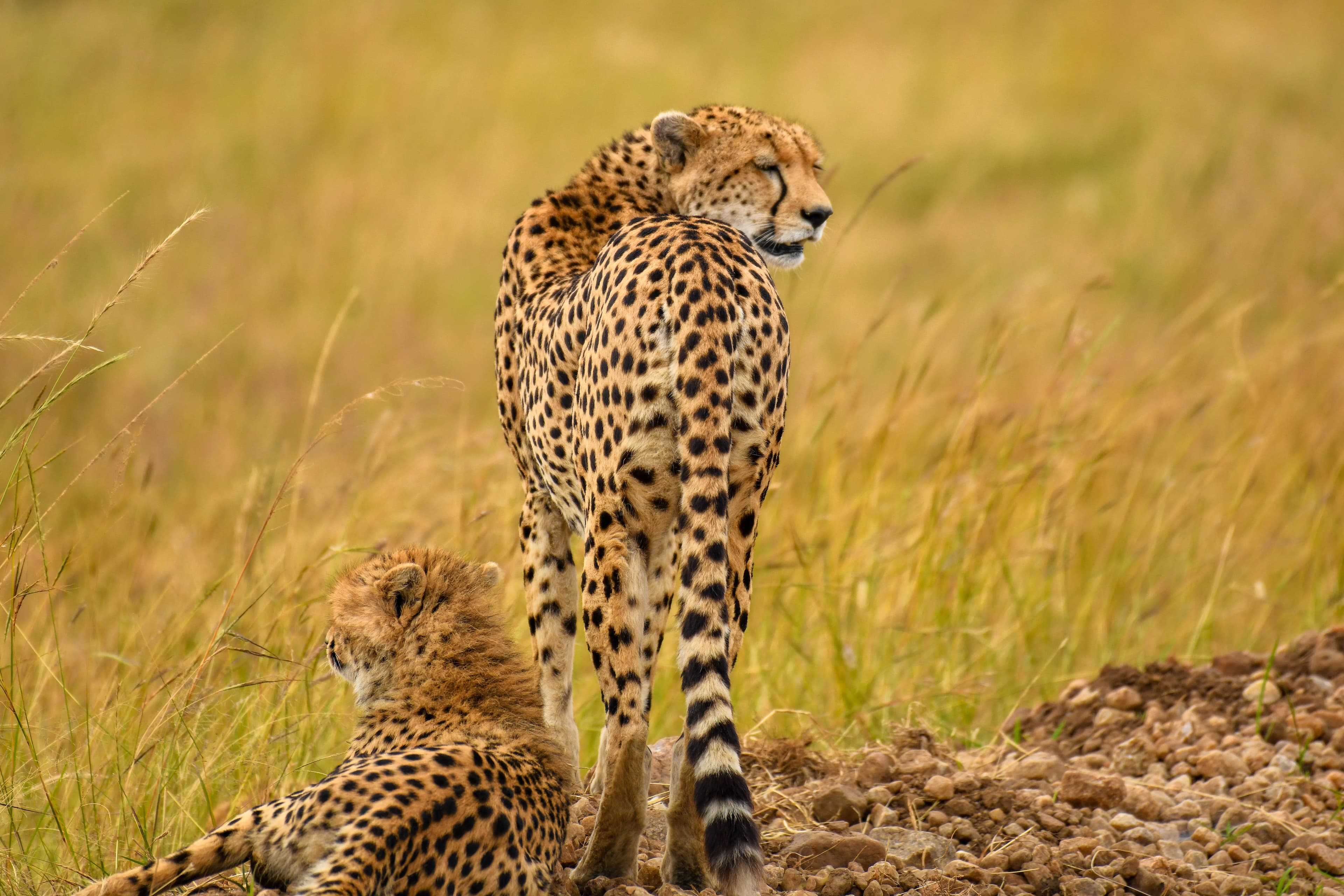 Ol Kinyei Conservacy