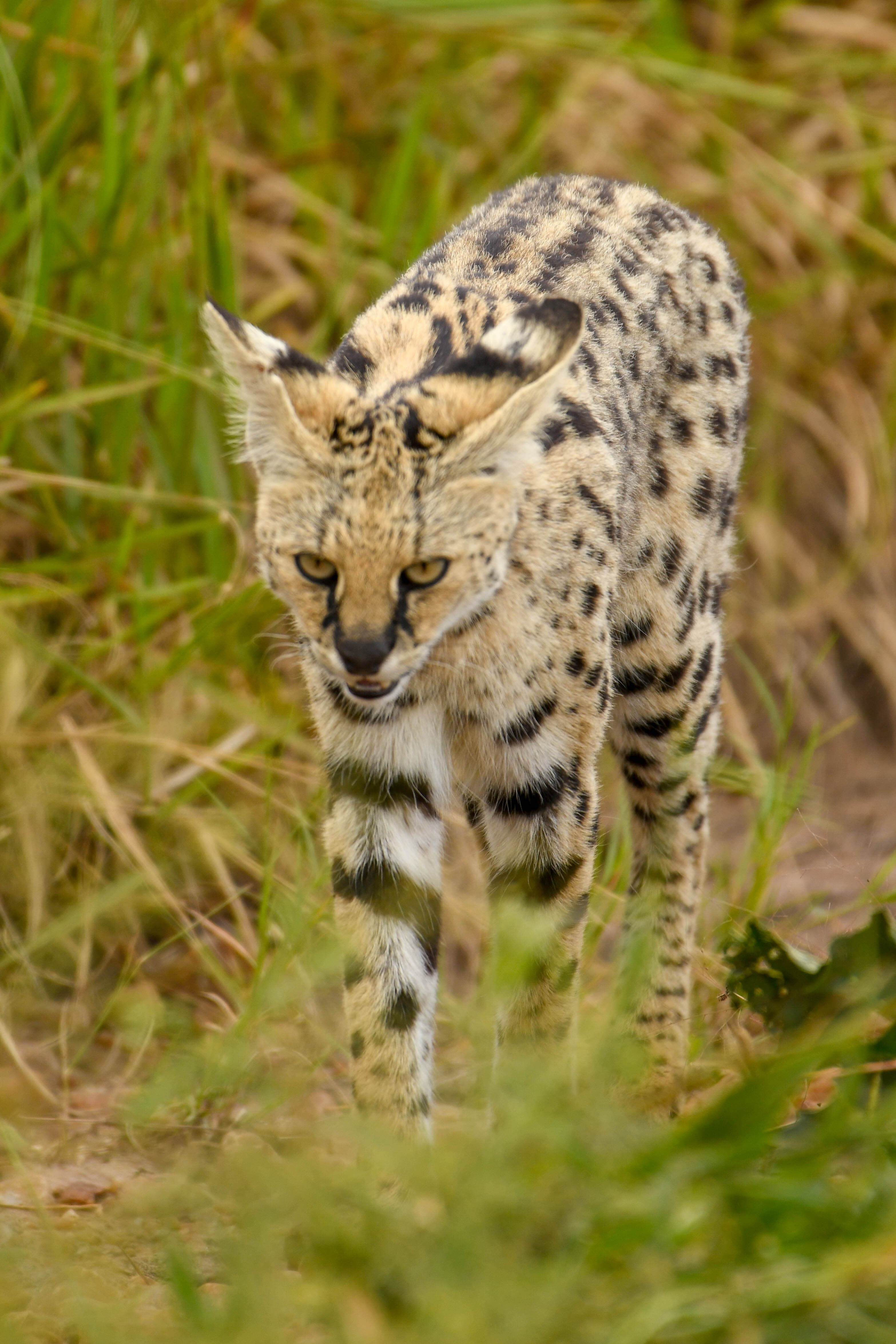 Rwandan Safaris