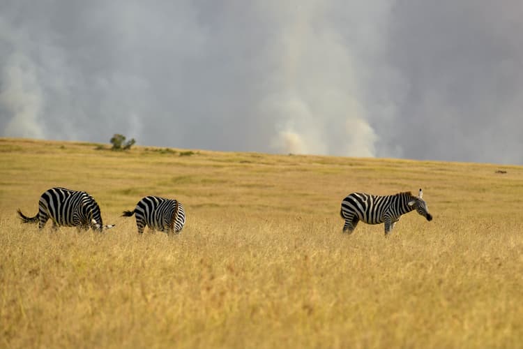 Nairobi National Park