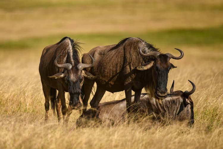 Maasai Mara National Reserve