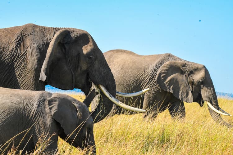 Tsavo East National Park