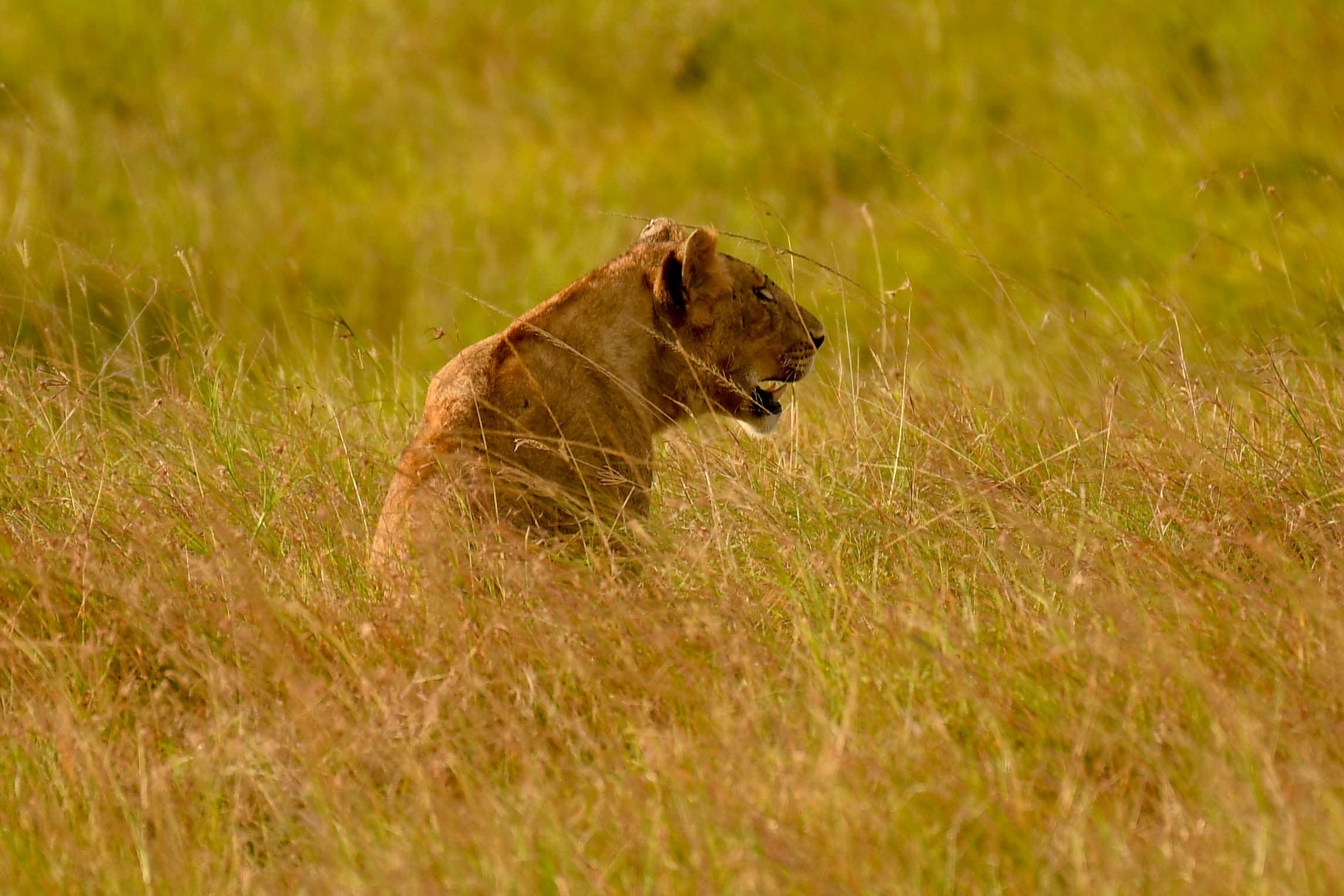 tailor made safari highlights