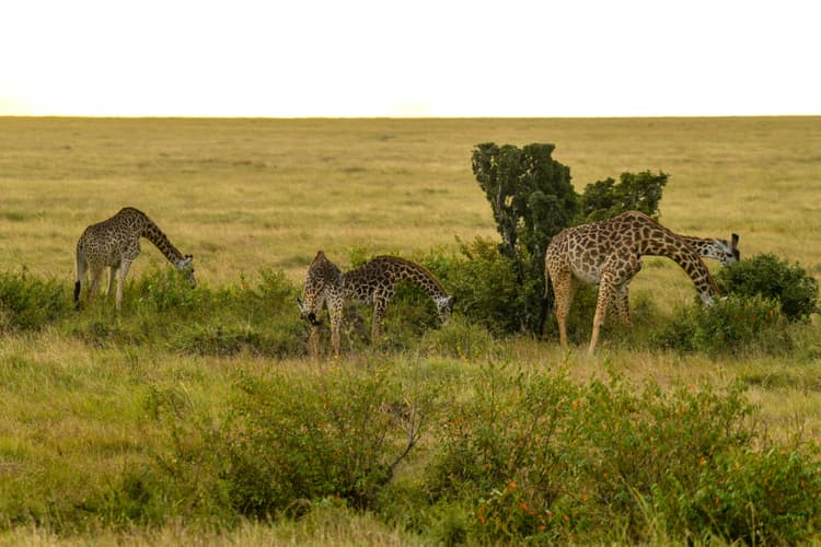 Hells Gate National Park