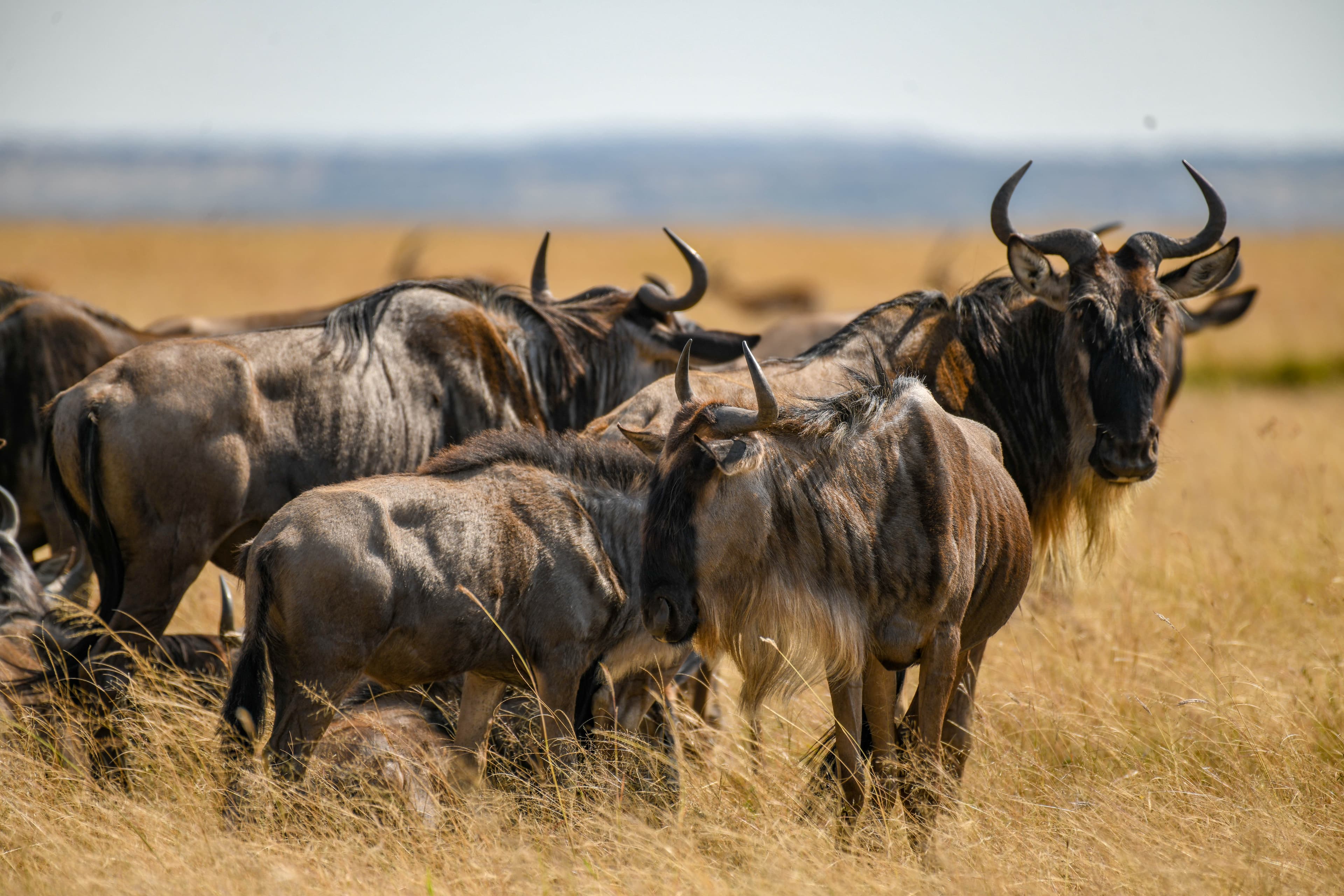 East Africa wilderness at golden hour