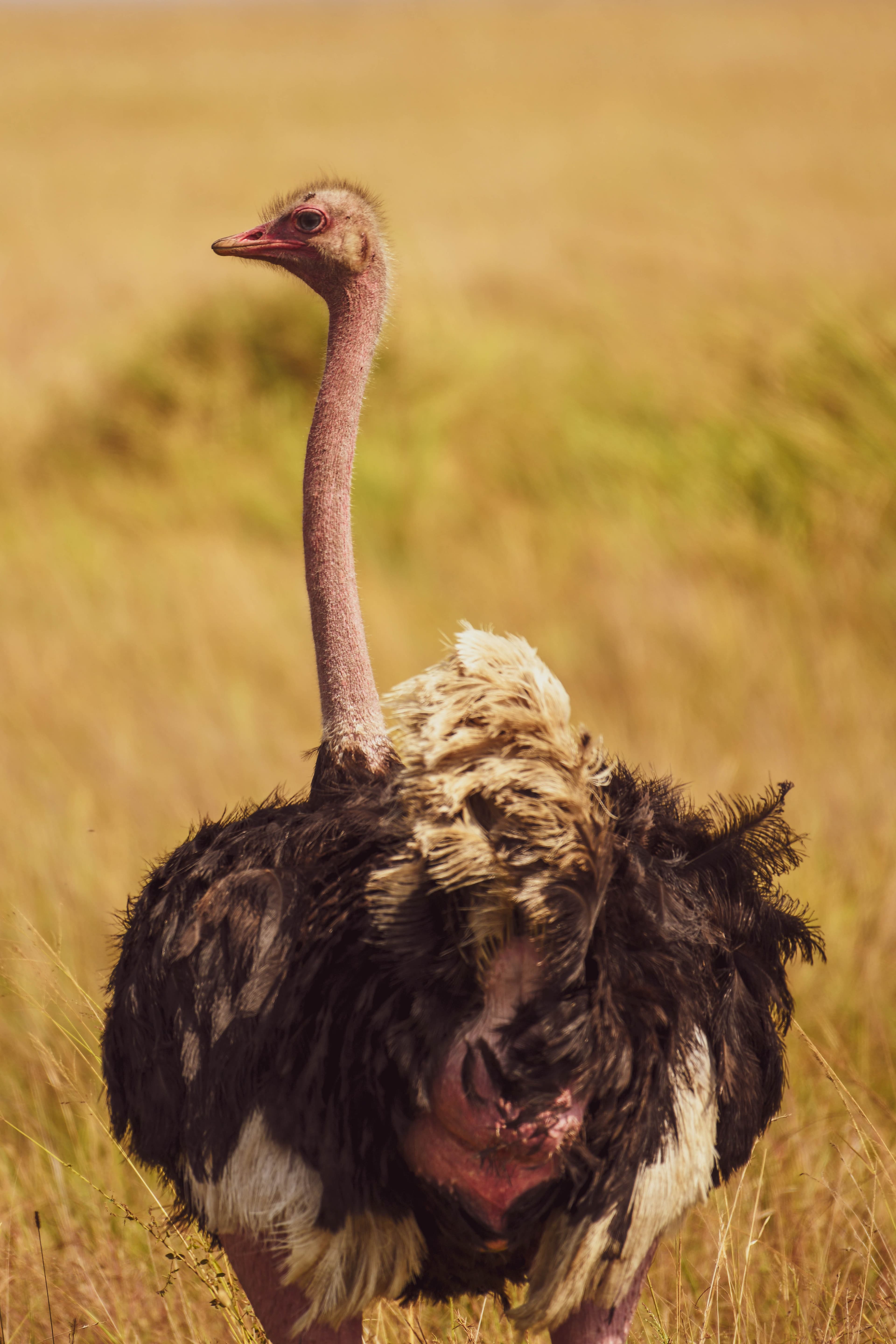 Photographic safari drive