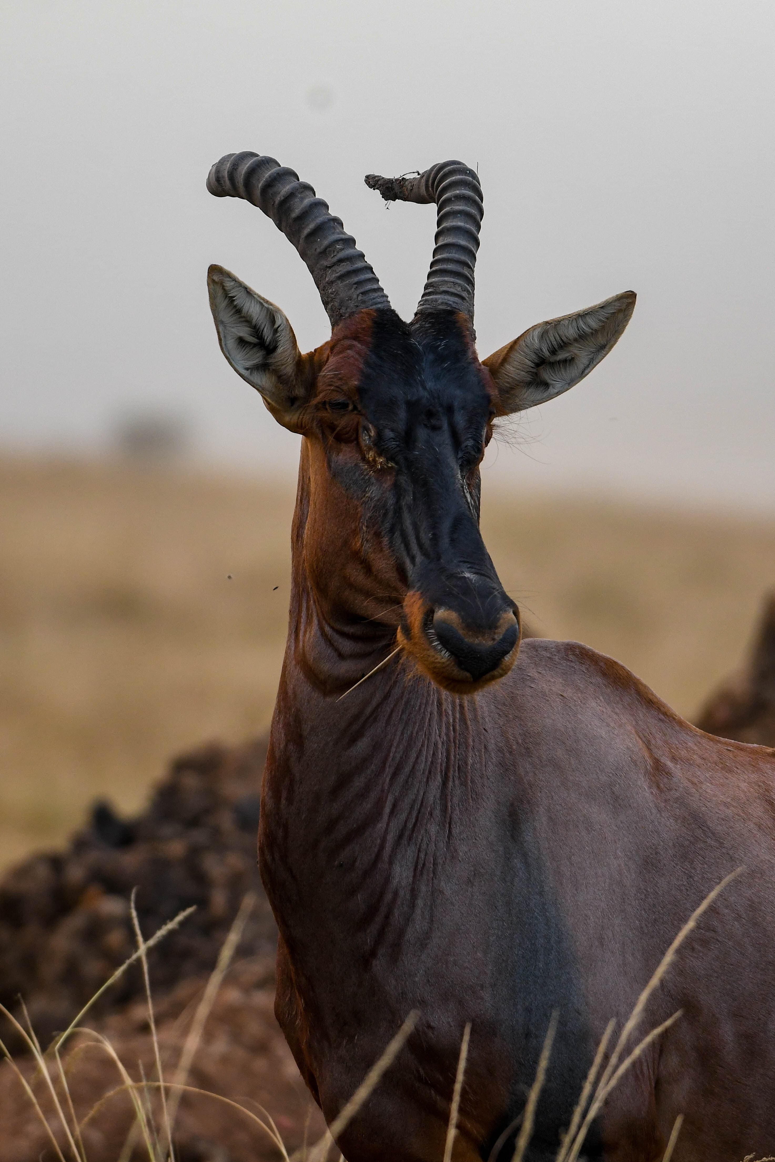Rwanda — safari destination