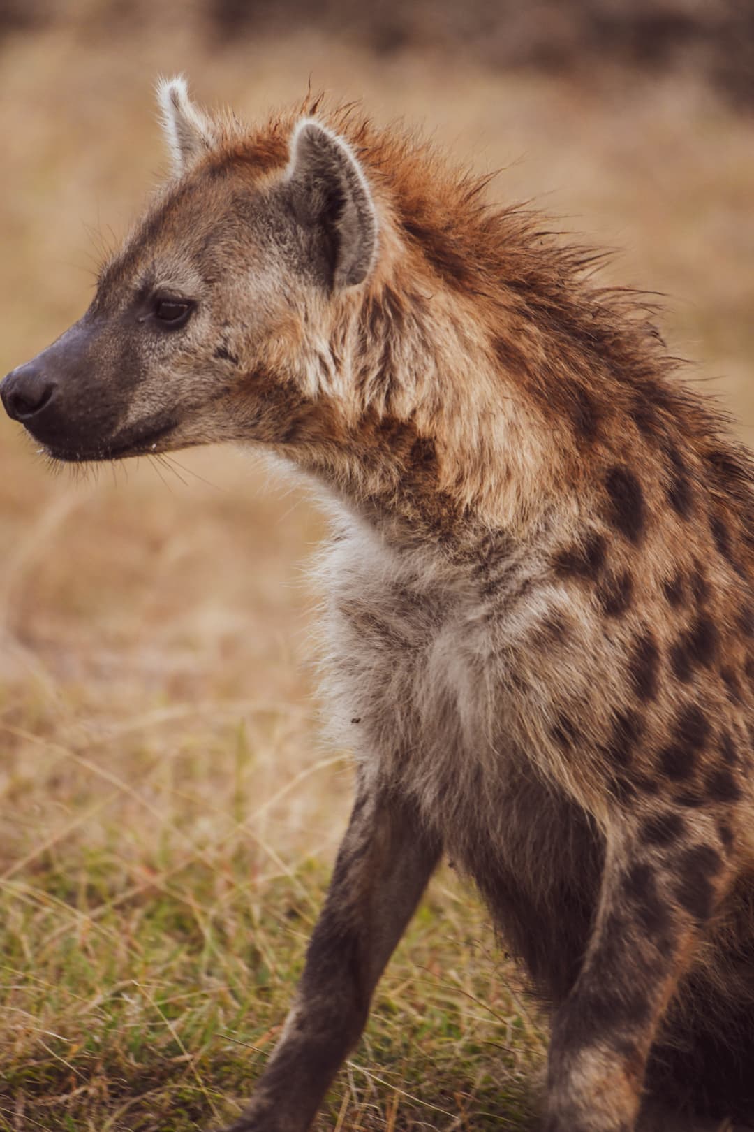Zuphoria Safaris