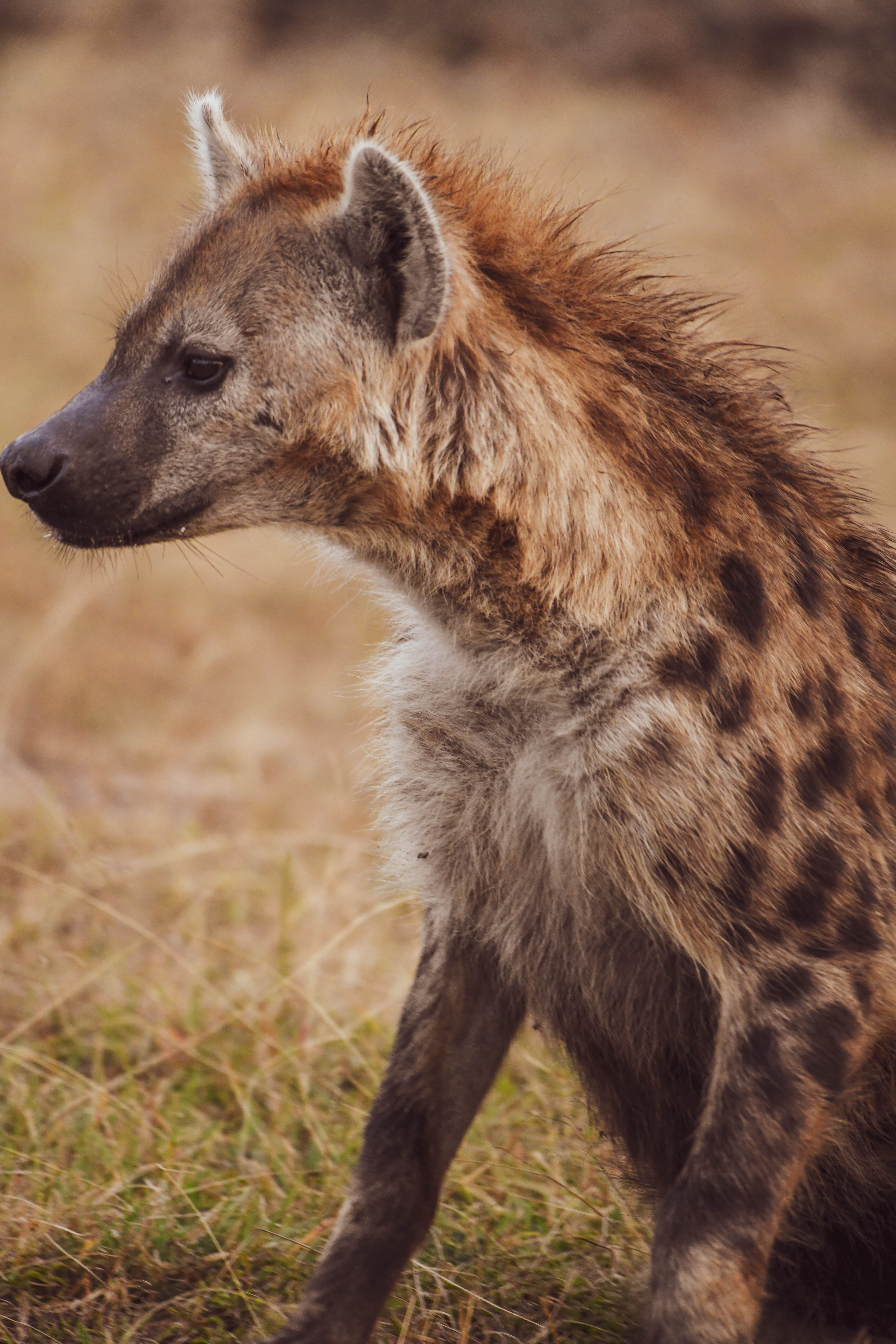 Uganda Safari