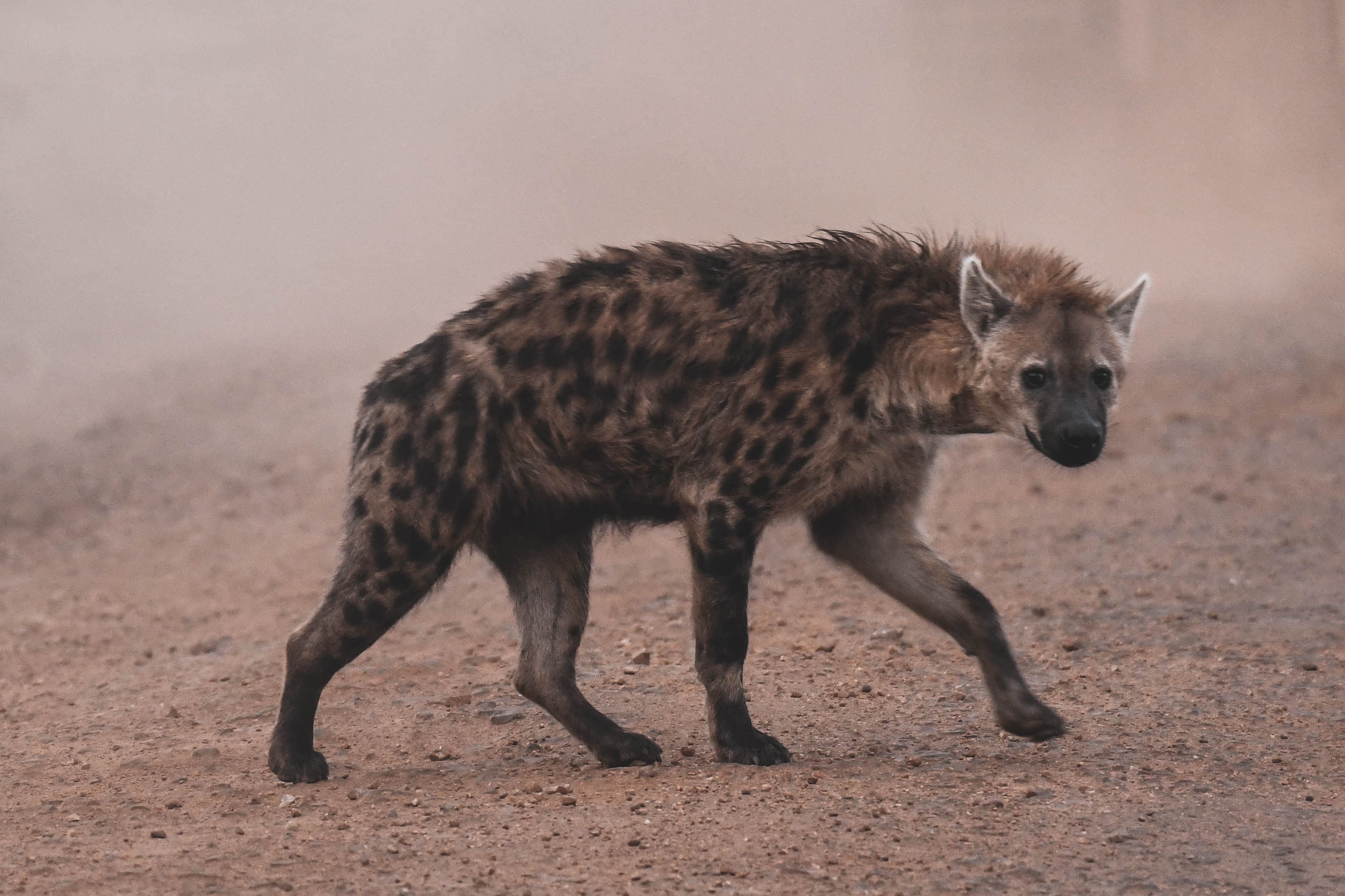 Nairobi City Tour - Half Day