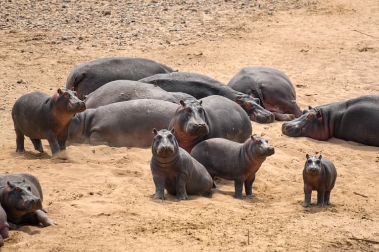 Queen Elizabeth National Park