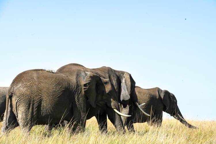 Amboseli National Park