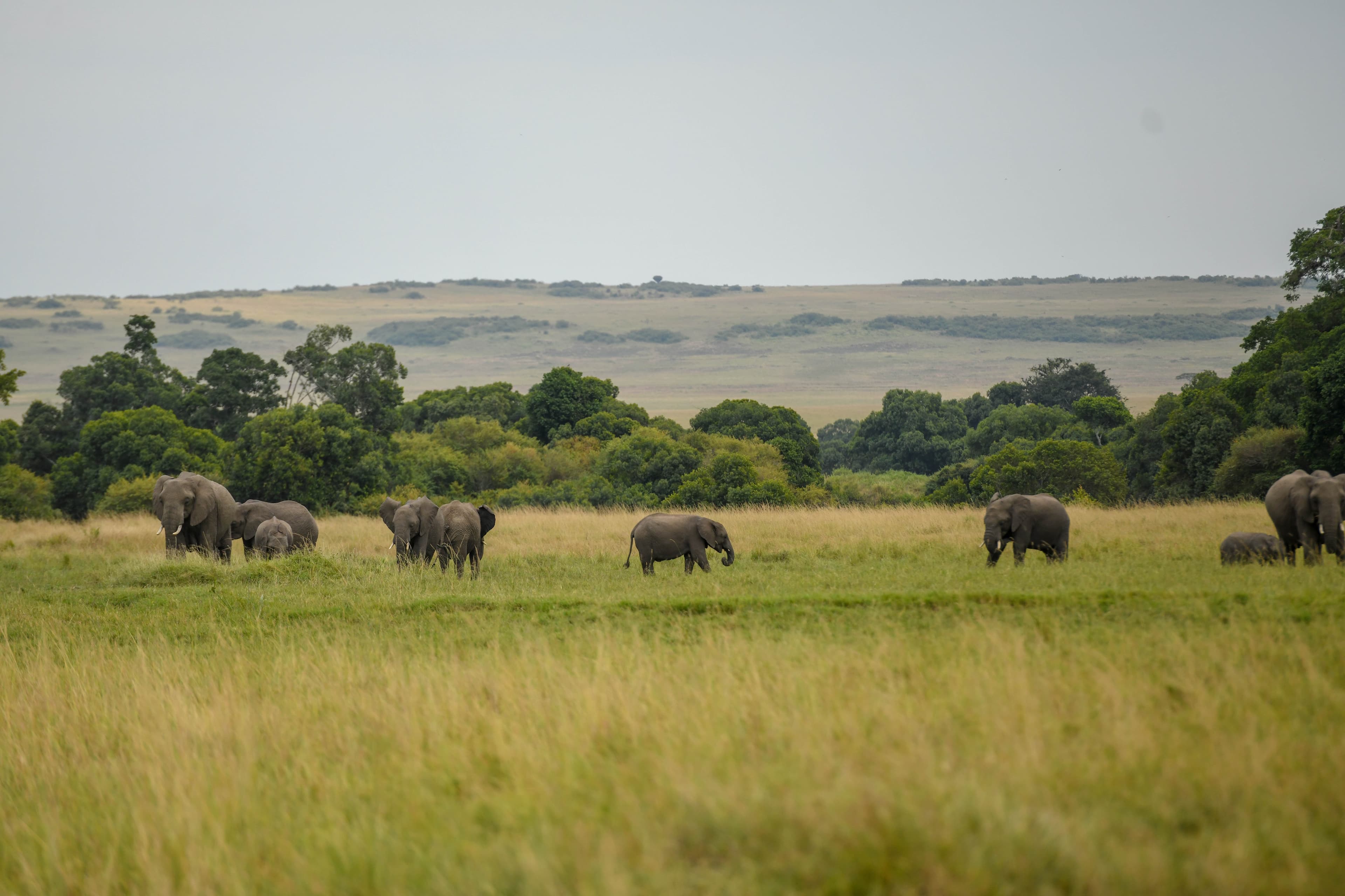 4-Day Amboseli & Tsavo Safari