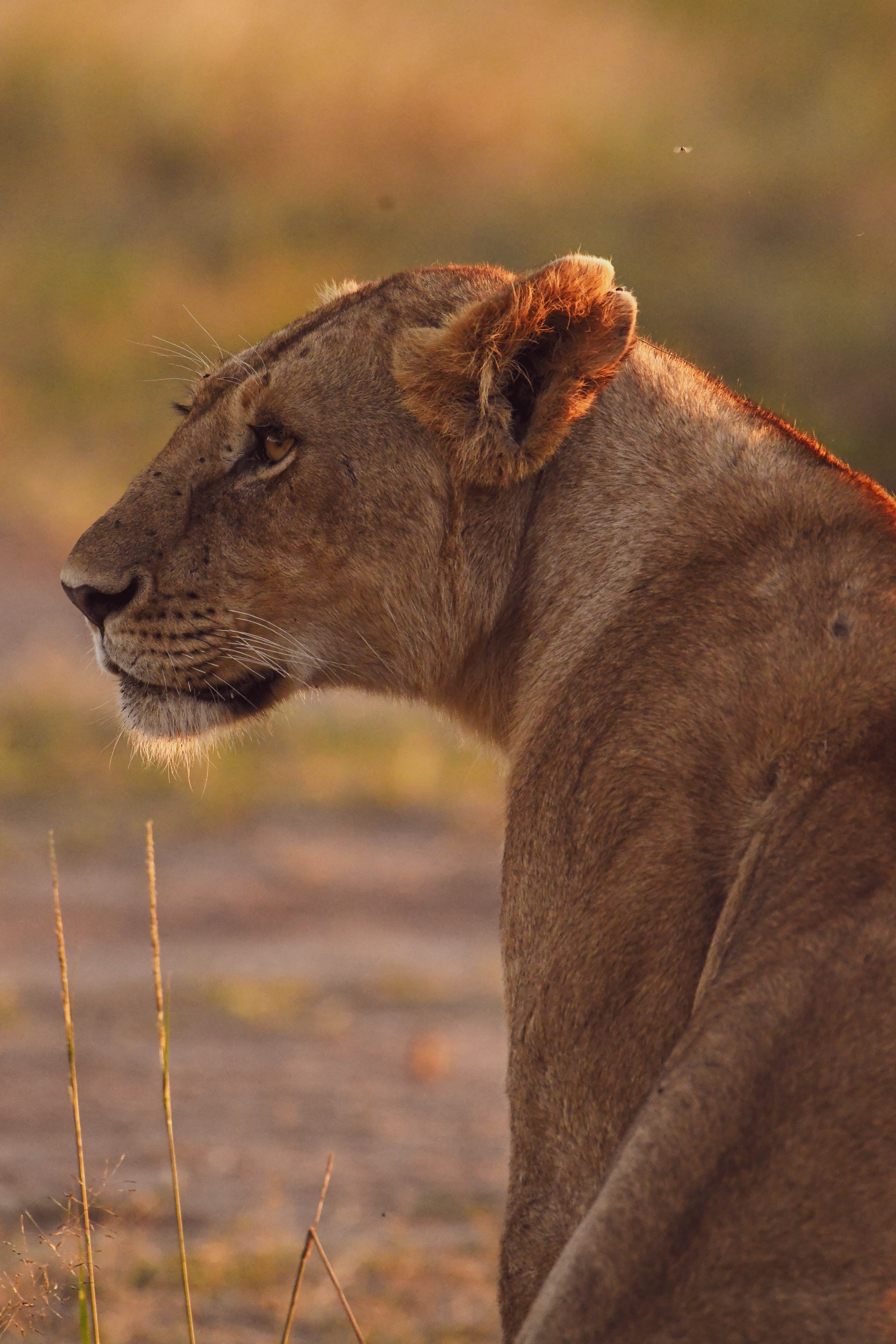 Safari Drive Highlights