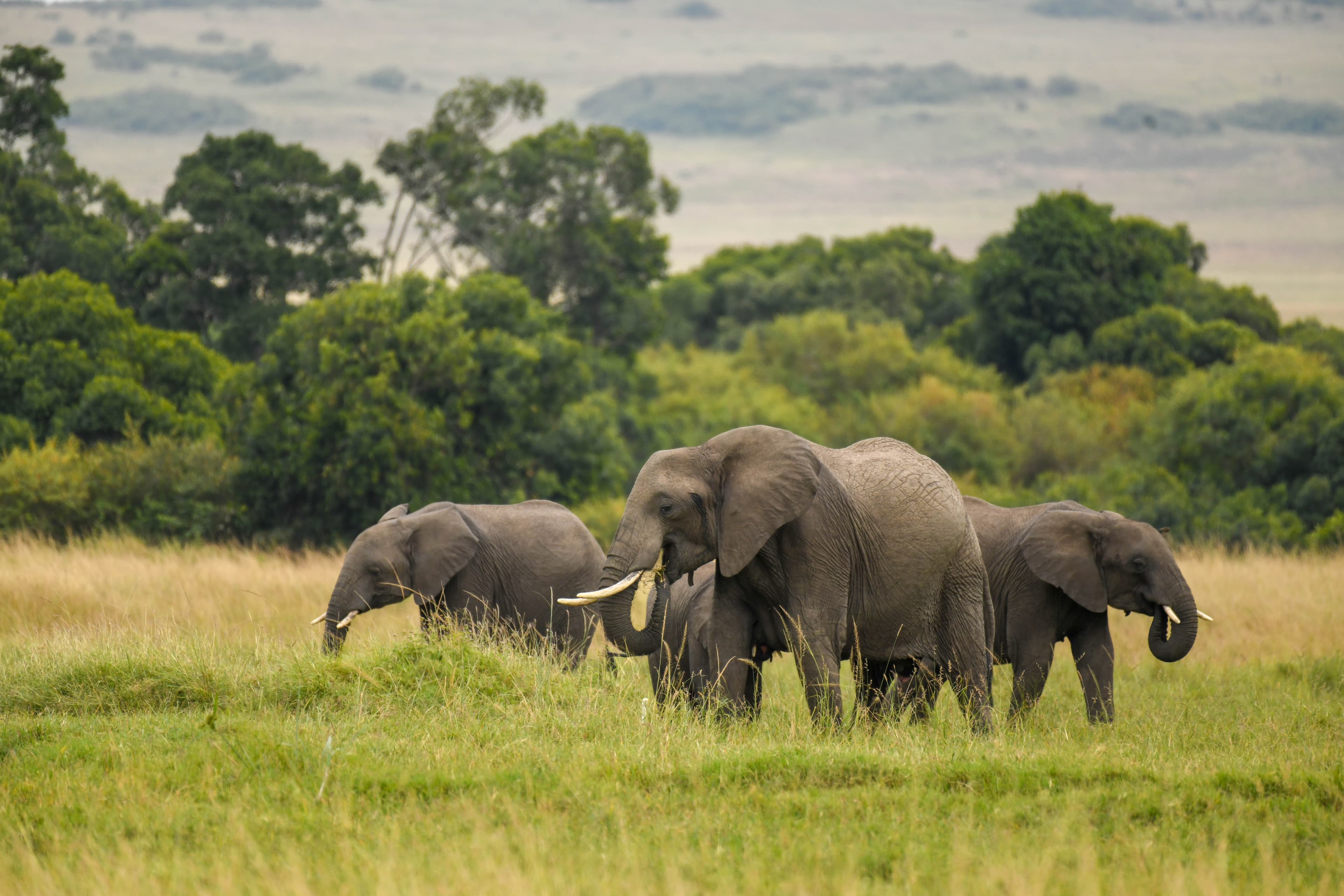 3-Day Masai Mara Safari