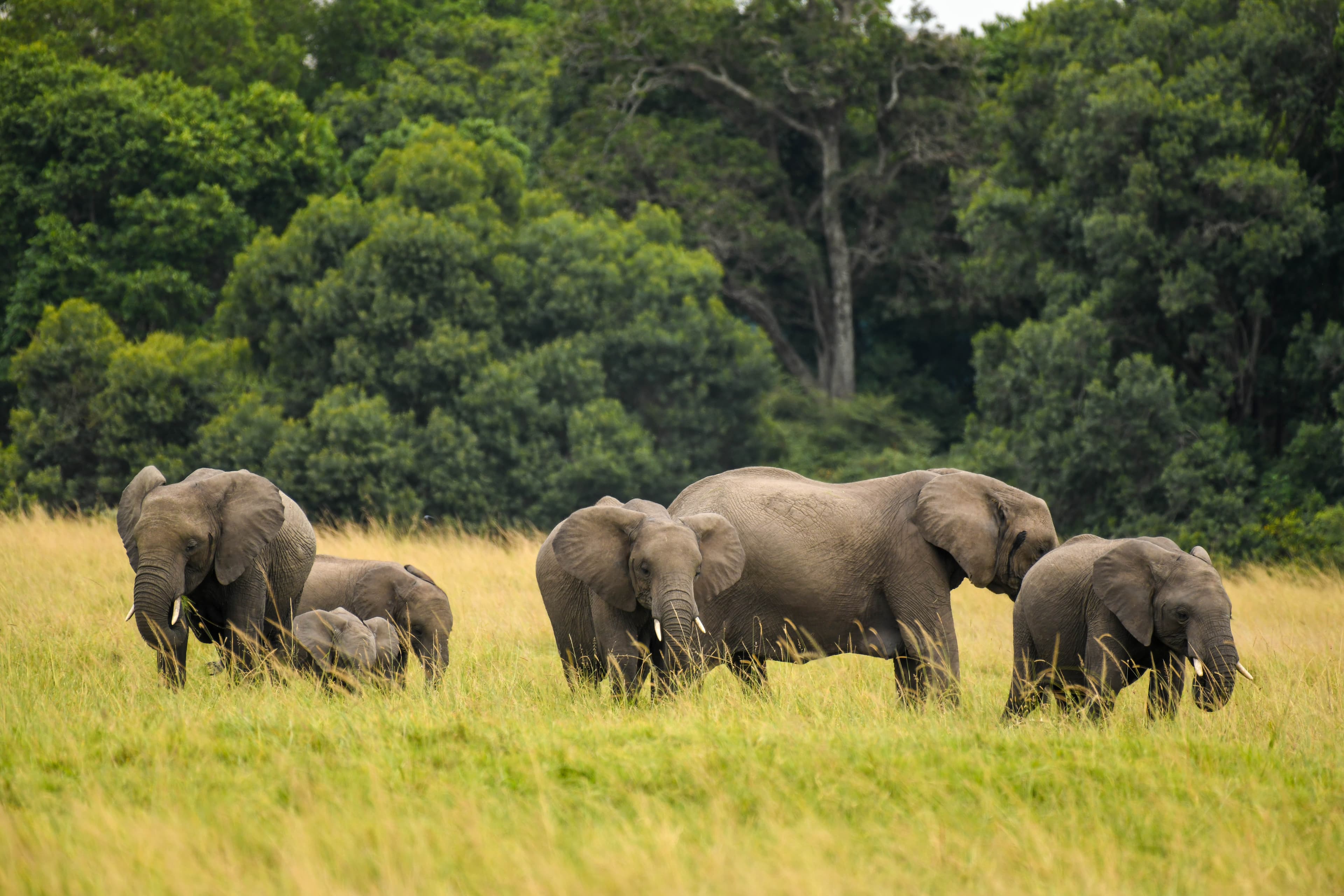 2-Day Amboseli Safari