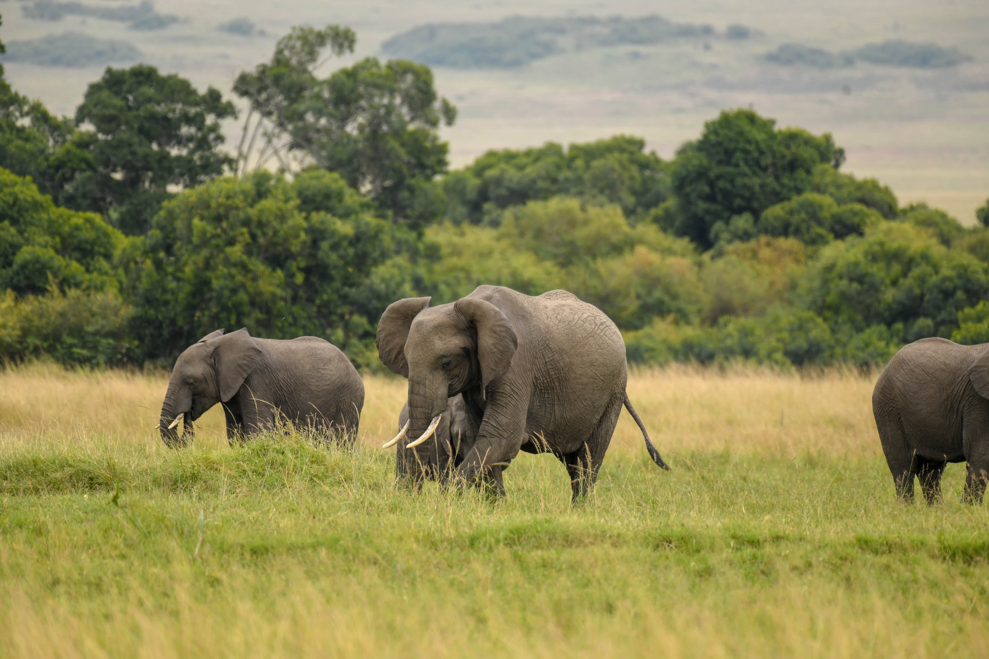 1-Day Lake Naivasha & Crescent Island Safari