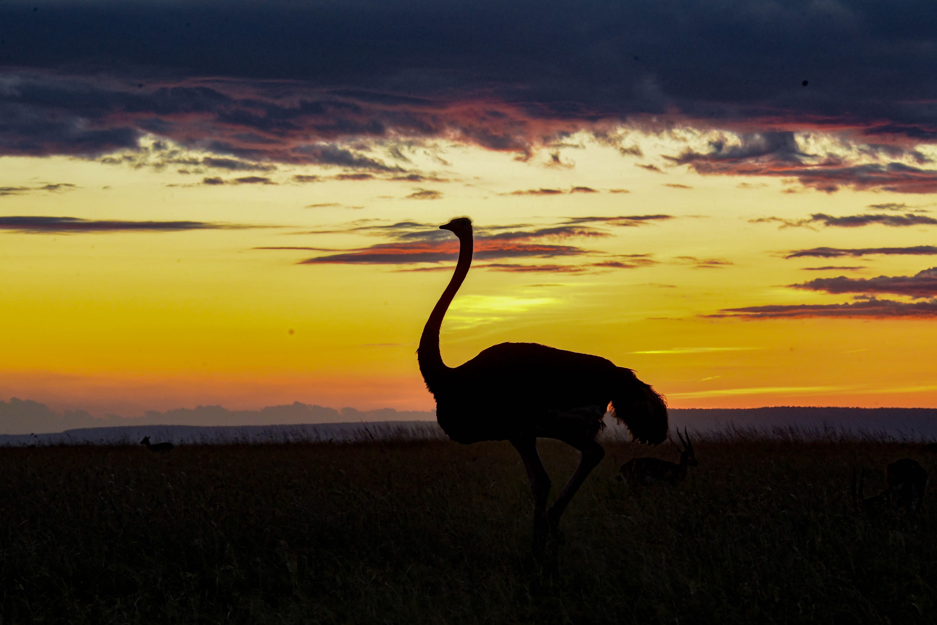 1-Day Nairobi National Park Safari