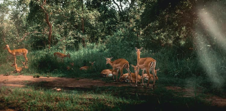 Akagera National Park