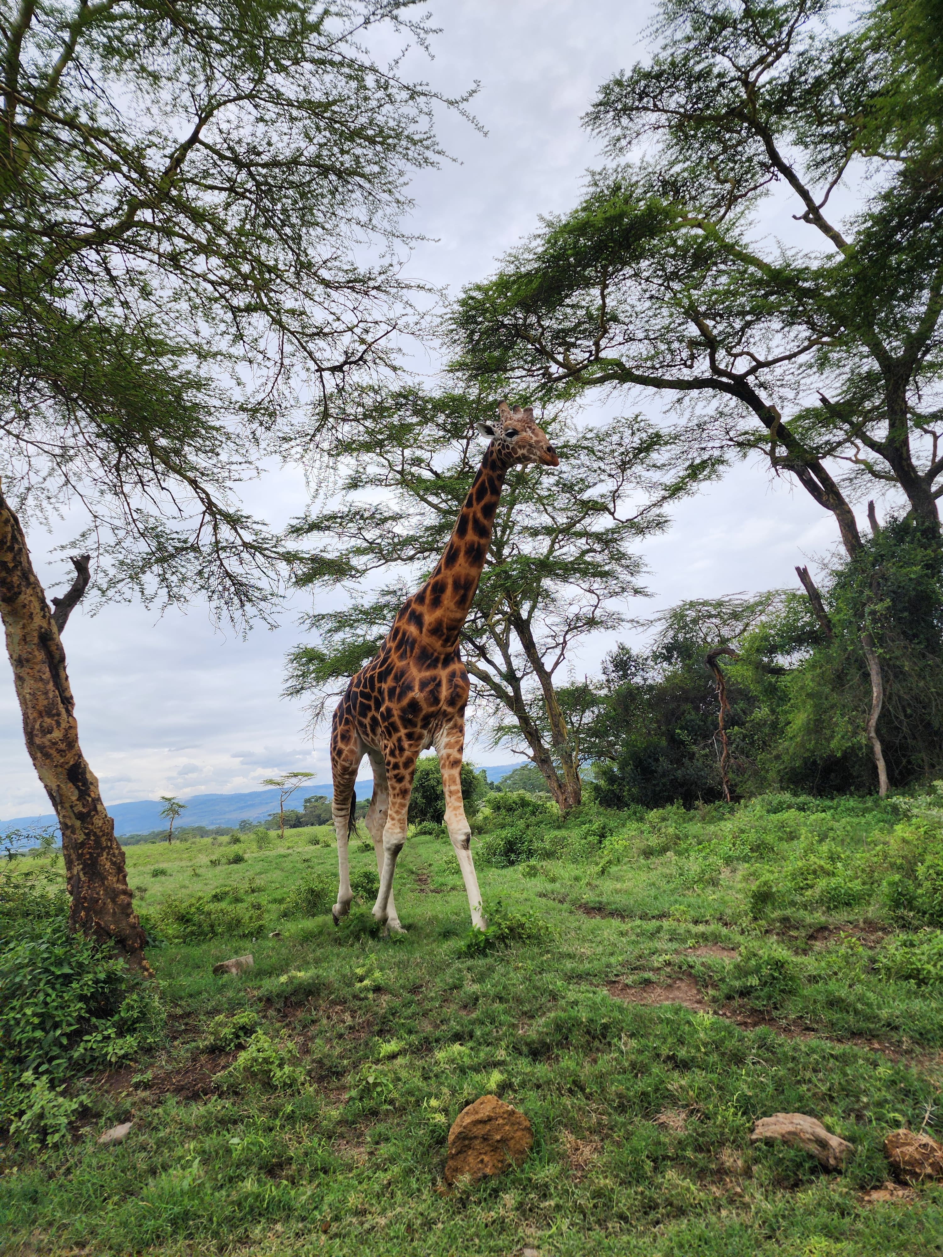 Tanzania Safaris